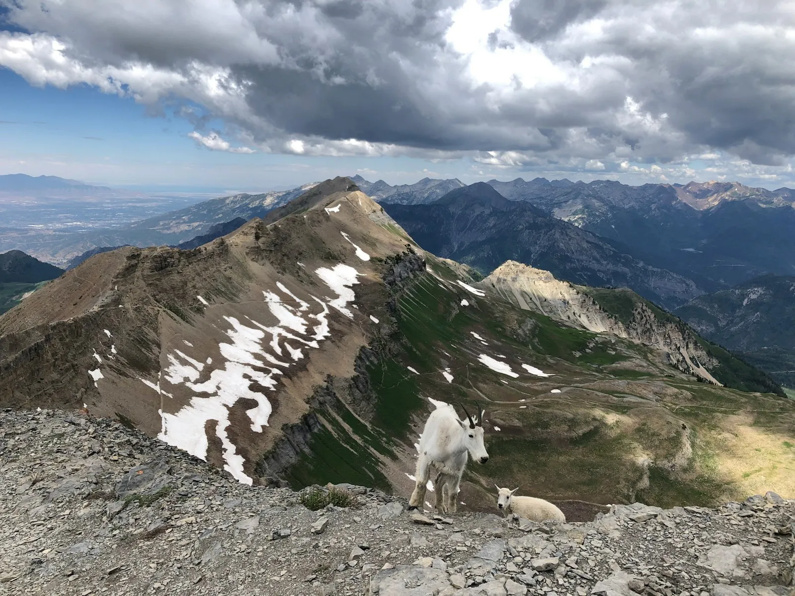 Mountain goats on the summit of Mount Timpanogos